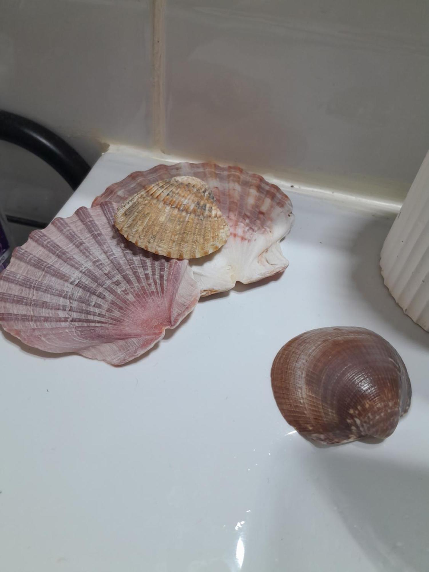 Gemuetliches Zimmer "Gold" Fuer 2 Personen Und Katzenliebhaber Valencia Bagian luar foto